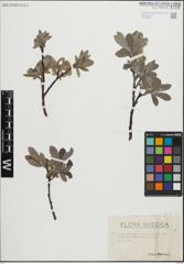 Foto von Salix glauca L.